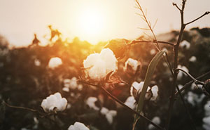 cotton field sunrise